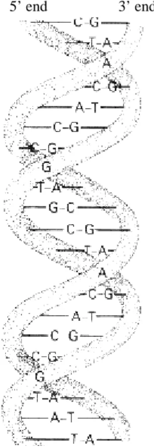 Figure 1. A stylized representation of the DNA double helix. The two DNA 