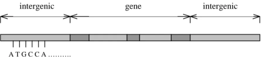 Figure 2. A DNA sequence. Dark gray regions represent exons and light gray 