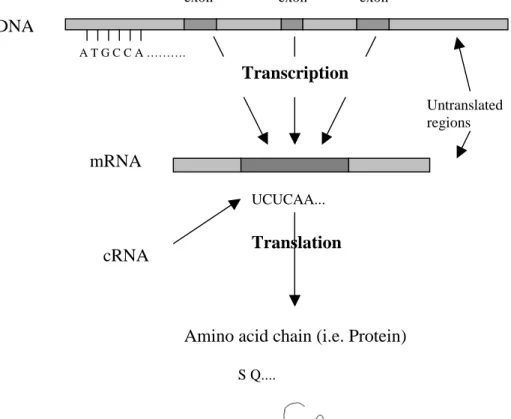 Figure 3. Transcription from DNA to mRNA, and translation from cRNA to 