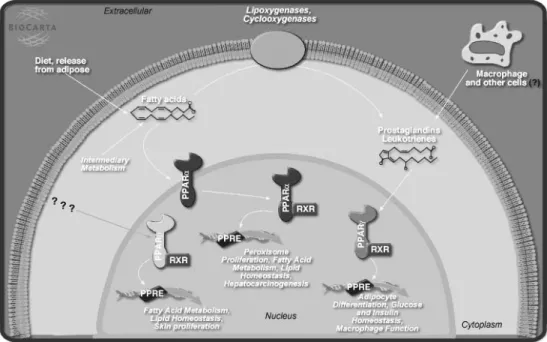 Figure 5.4: The pathway “Basic mechanism of action of PPARa, PPARb(d) and eﬀects on gene expression”