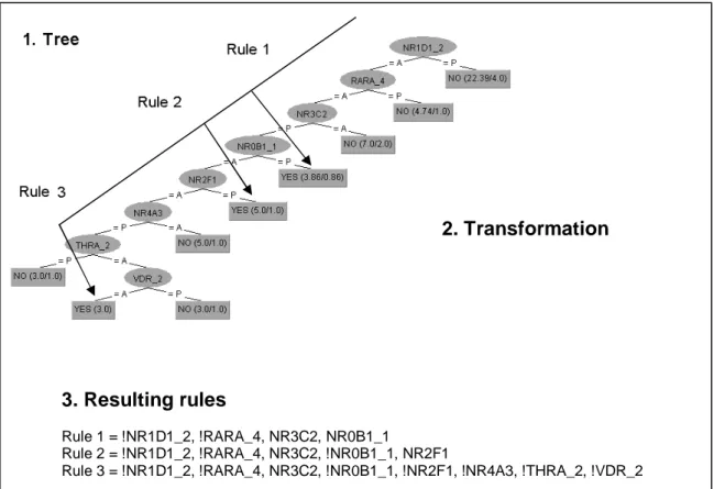 Figure 4. The transformation of a tree into rules. The figure shows the transformation of all paths from  the root node to one leaf node where the specified class is yes