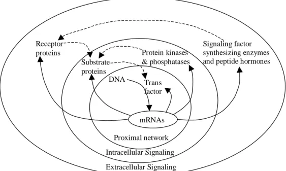 Figure 2. Illustration of a genetic network, showing how the products of genes regulate  the expression of other genes, forming signalling loops with different levels of  complexity (Somogyi &amp; Sniegoski, 1996)