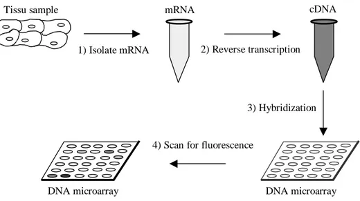 Figure 3. Illustration of the DNA microarray technique, showing how mRNA level is  measured from a sample tissue (Campell et al., 1999)