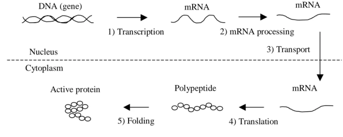 Figure 1. An overview of gene expression in a eukaryotic cell, which explains the  connection between DNA (genes) and proteins