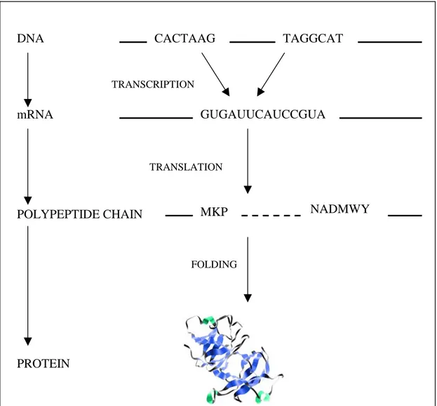 Figure 3. The process of protein synthesis. From the DNA the introns are spliced out