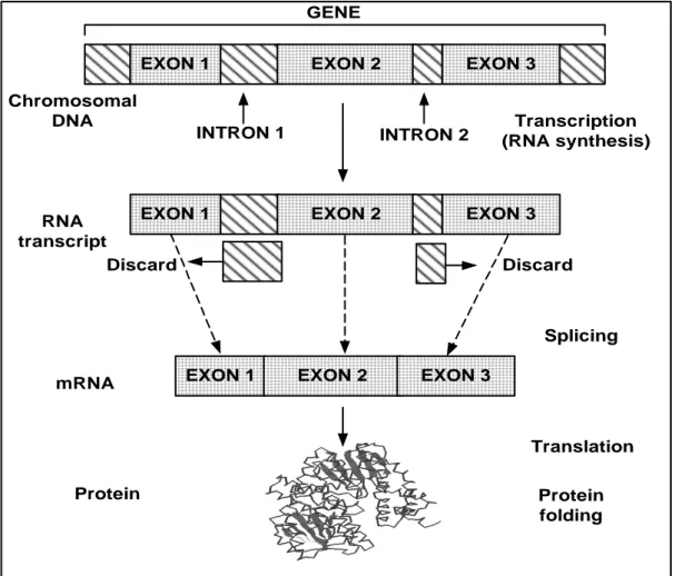 Figure 1: Schematic representation of genetic information processing in the cell.