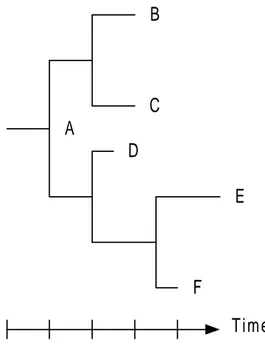 Figure 1. A phylogenetic tree showing the distances between the 6 protein sequences  A-F