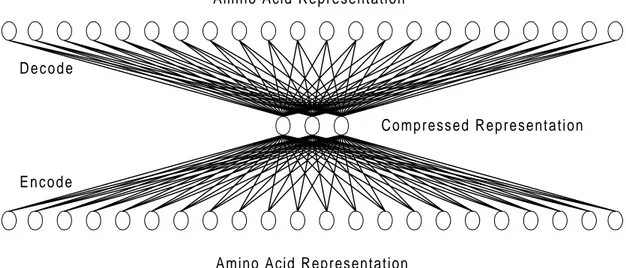 Figure 4. The Auto Associative Network (AAN) for compressing amino acid 