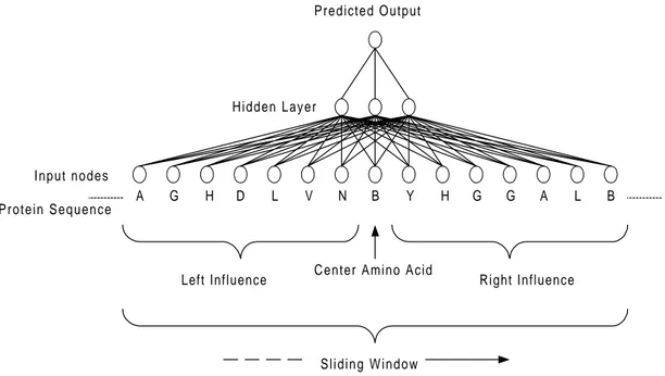Figure 5. The sliding window technique, showing prediction of one amino acid at a  time