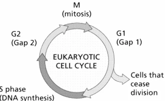 Figure 5. Illustration of the eukaryotic cell cycle (Reprinted by permission from 
