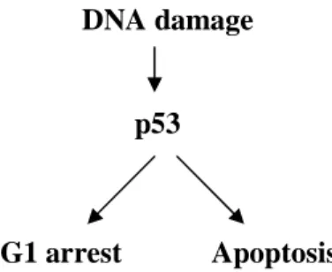 Figure 6. p53 has a central role in cell division, maintenance of genetic integrity 