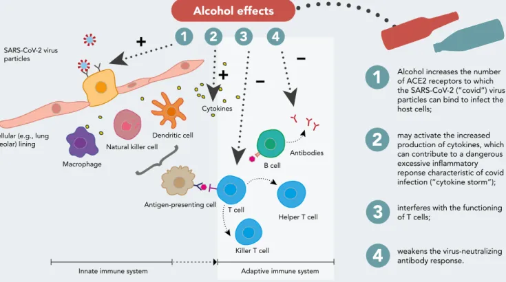 FIG 1   Possible pathways for alcohol’s role in activation and inflammation in COVID-19 disease, modified from Golchin et al