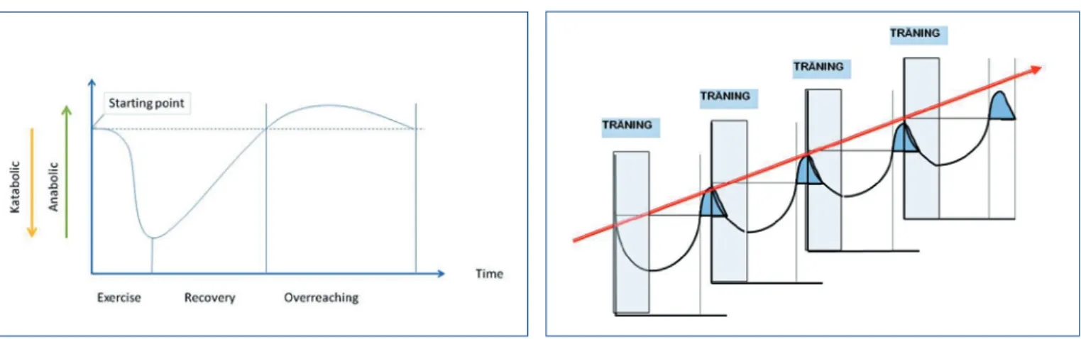 Figur 1.  Överbelast- Överbelast-ningsprincipen. För  att träningen skall  öka den förmåga som  tränas måste kroppen  överbelastas