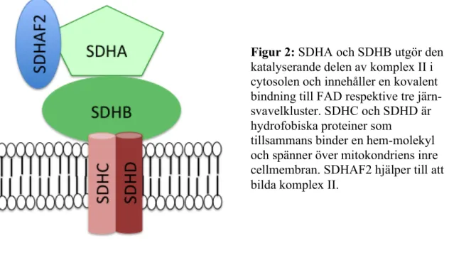 Figur 2: SDHA och SDHB utgör den  katalyserande delen av komplex II i  cytosolen och innehåller en kovalent  bindning till FAD respektive tre  järn-svavelkluster