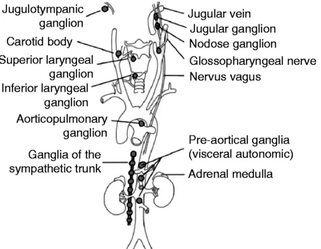 Figur 1: Vanliga lokalisationer på FEO/PGL (Welander et al. 2011), modifierad från (Lips et  al