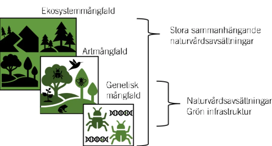 Figur 16.1  Olika nivåer av biologisk mångfald 