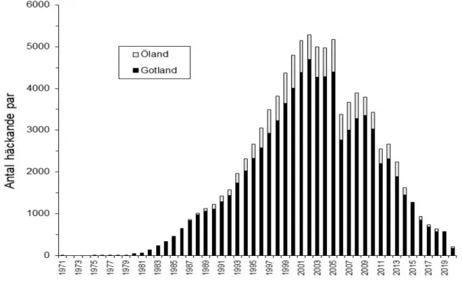 Figur 1. Antal häckande par av vitkindad gås på Gotland och Öland, dvs. i artens kärnområde  i Sverige