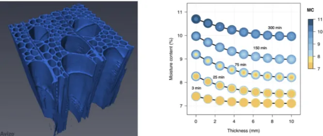 Figure 1: Nano-tomographic scan of poplar (left) and dual-scale modelling of sorption (right) 