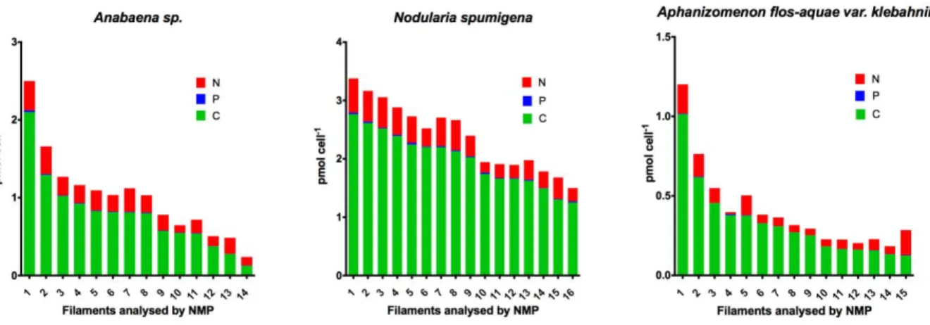 Figure 1. C, N and P content (pmol cell -1 ) found in each of the filaments analysed by NMP for the  three species studied: Anabaena sp., N