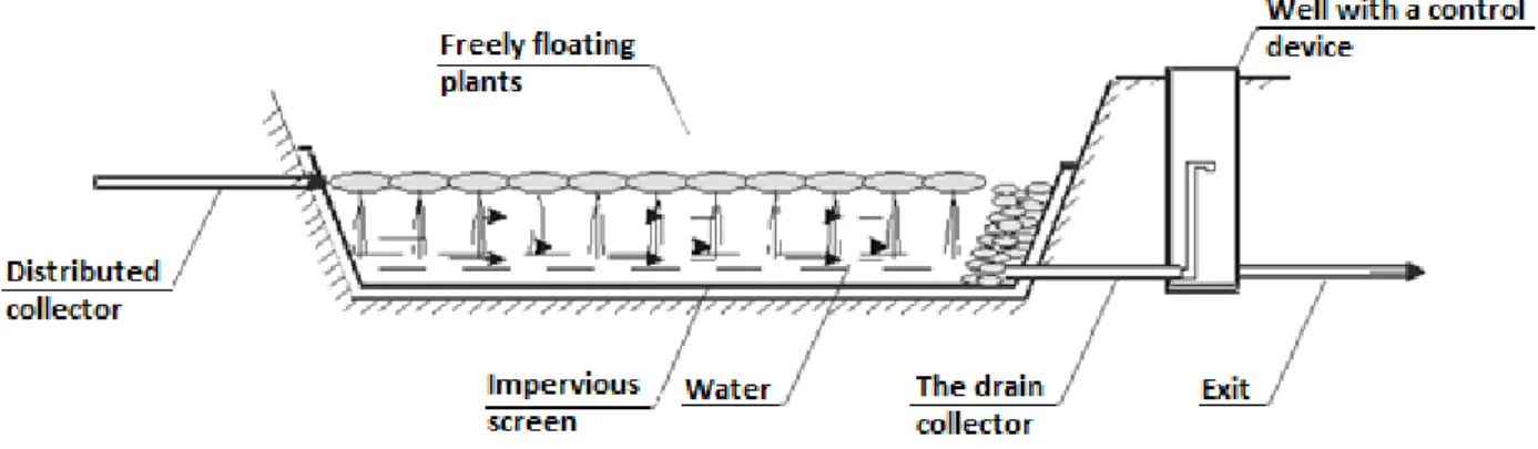 Figure 7  Scheme of bioplato with freely-floating plants 
