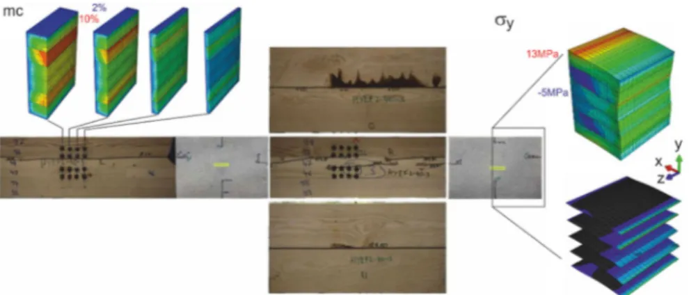 Figure 1: Exemplary ash/spruce sample with calculated moisture and stress fields for low humidity