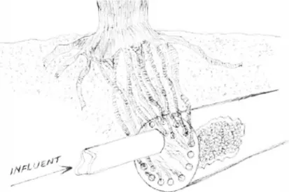 Figure  2.  Detail  showing  the  insertion  of  roots  through  pe1forated  diaphragms  in  the  extremities of the buried ecochamber