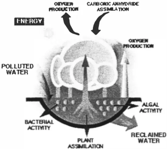 Figure 3.  Main biological processes in the phyto-depuration treatment plants. 