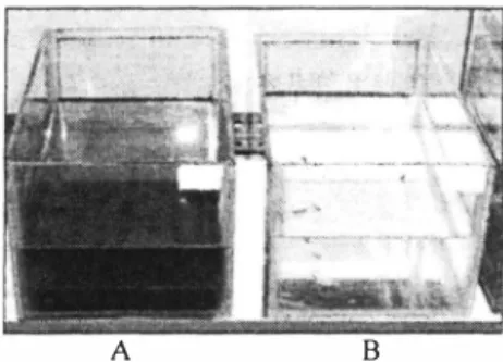 Figure 7.  Toxicity of bleach composite wastewater ( A: Test, B: Control). 
