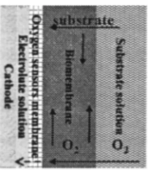 Figure 2. Schematic diagram of characteristic processes of substrate and oxygen in a  BOD sensor