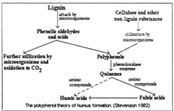 Figure  1.  Formation ofhumusfrompolyphenols 