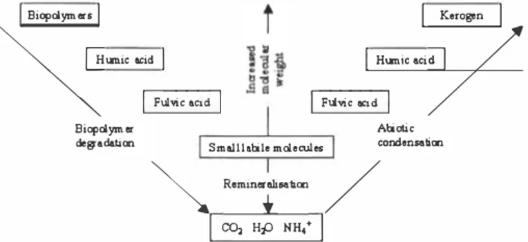 Figure 2. Schematic representation of two main theories for the formation of  humic substances: biopolymer degradation and abiotic condensation (12)