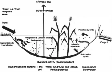 Fig.  l.  Processes  and  processors  in  a  typical  wetland,  primarily  designed  for  reduction  of  nitrogen,  and/or  accumulation  of  metals