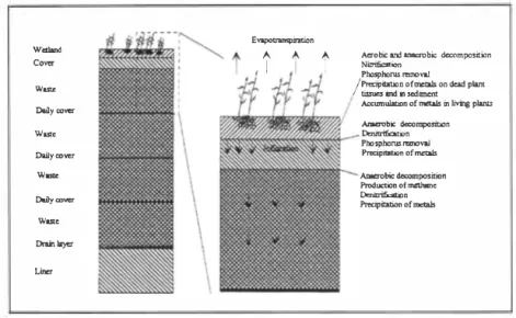 Fig.  6:  Cross section of a landfill with  on top wetland and also  expected physi­ cal, chemical and biochemical effects