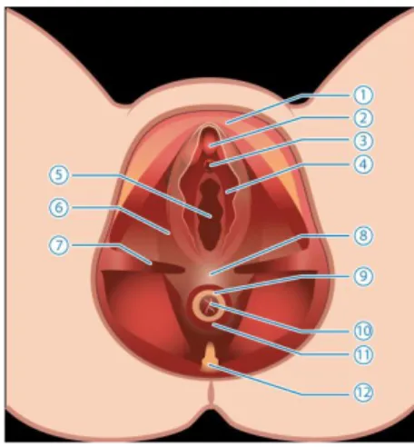 Figur 1. Schematisk bild av anatomiska strukturer kring slidmynningen sett  underifrån (SFOG, 2017a) 