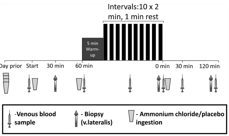 Fig 1. Participants ingested either ammonium chloride (0.15 g.kg -1 , ACID) or placebo (0.15 g.kg -1 , PLA) in four doses during the 24 h prior to the trial day