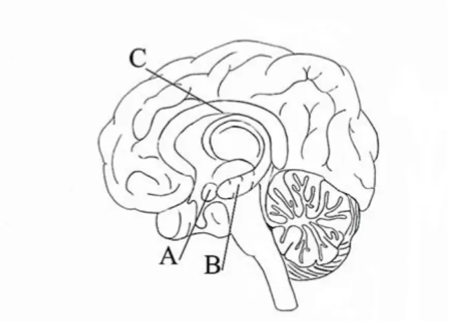 Figur 2 Hjärnan i genomskärning där A är  amygdala, B är hippocampus och C är striatum  som tillhör dopaminsystemet 
