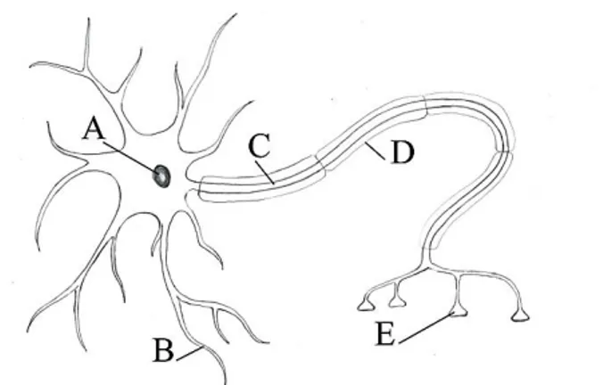 Figur 4 Neuronens delar där A är cellkärnan, B är  en dendrit, C är en axon, D är en myelinskida och  E är en synaps 