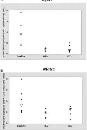 Figure 3. Relative Renal mRNA Expression of Rgs14 and Nfatc1 Expression of Rgs14 is shown in (A) and Nfatc1 in (B)