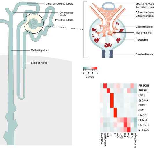 Fig. 1 Differential kidney single-cell gene expression in nephron segments. The left and top right panels highlight nephron segments and glomerulus cells, respectively