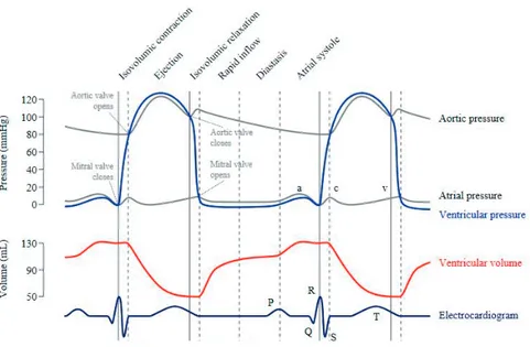 Figure 4. The heart cycle.  