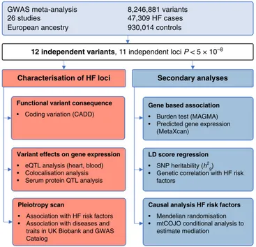 Fig. 1 Study design and analysis work ﬂow. Overview of study design to identify and characterise heart failure-associated risk loci and for secondary cross-trait genome-wide analyses