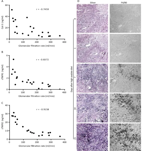 Figure 1.  Mouse model of progressive chronic kidney disease: Plasma samples were collected at different  time points in oxalate-rich diet fed mice as per the different stages of CKD