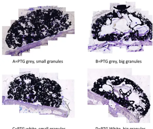 FIGURE 3 Histologic images of all groups tested. The big granules seemed to create a hollow structure