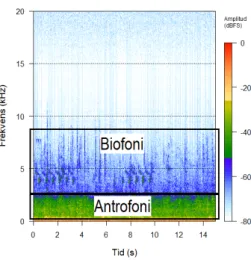 Figur 2. Exempel på spektrogram, samt  var biofoni och antrofoni förhåller sig.  Geofoni kan förekomma över hela  spektrogrammet