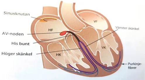 Figur 1 .  Hjärtats retledningssystemet vid normal rytm [4]. 
