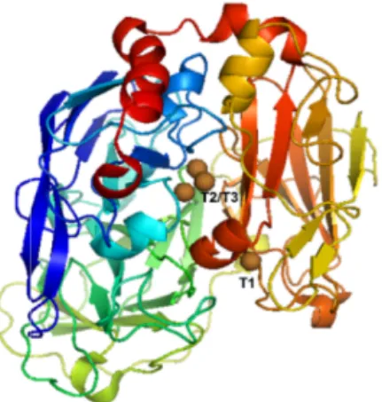 Figure  7.  Tertiary  structure  of  Trametes  hirsuta  laccase  (PDB  file:  3FPX).  Copper atoms are shown as brown spheres