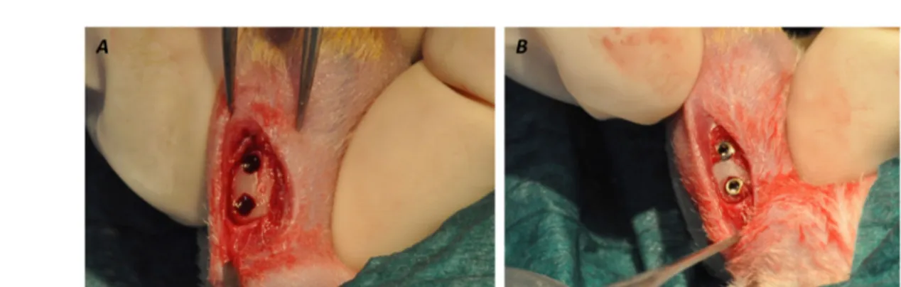 Fig. 1 Descriptive surgical procedures: a A ﬂap was raised and the implant site was prepared using a sequence of 1-mm- and 2-mm-diameter burs
