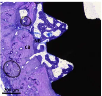 Fig. 11 Histological micrograph at high magni ﬁcation for formed bone along the threads for the screw coated with MT, 6 nm, and loaded with Sr-ranelate after 6 weeks of healing time