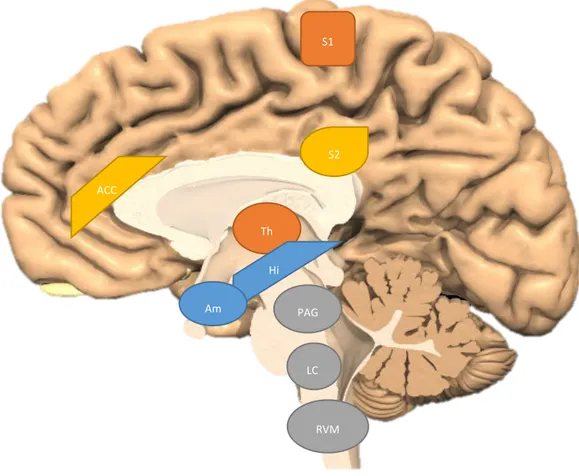 Figure 2. Important central nervous system structures in pain processing. S1 – primary somatosensory cortex,  S2 – secondary somatosensory cortex, ACC – anterior cingulate cortex, Th – thalamus, Hi – hippocampus, Am –  amygdala, PAG – periaqueductal gray, 