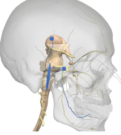 Figure 1. Orofacial nociceptive  pathway. The peripheral axon leads  to the soma of the first order neuron  located in the trigeminal ganglion  (lower right blue dot)